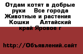 Отдам котят в добрые руки. - Все города Животные и растения » Кошки   . Алтайский край,Яровое г.